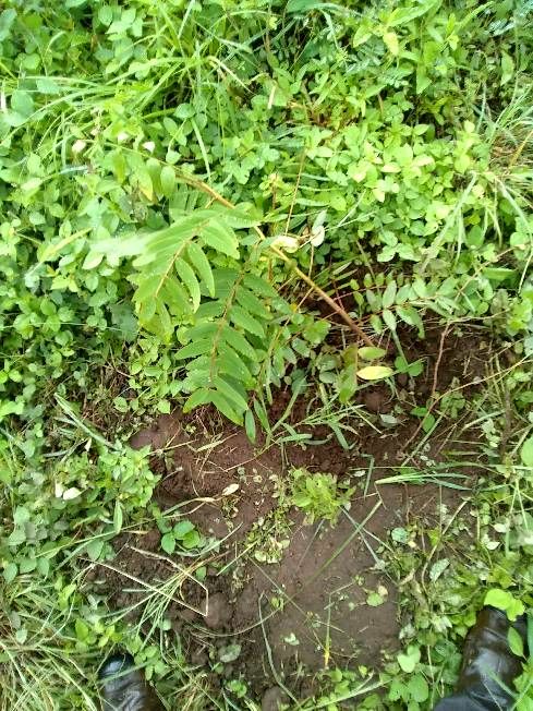 tree