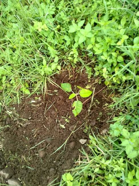 tree