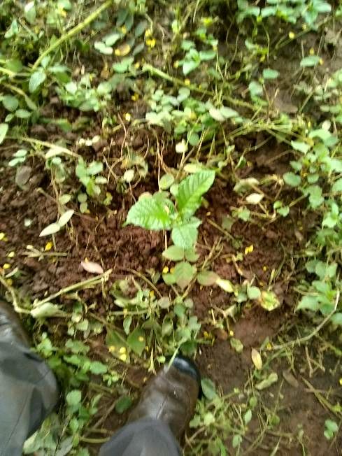 tree