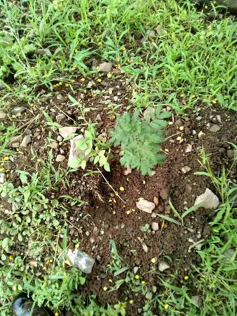 tree