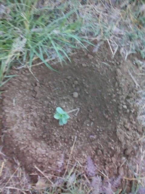 tree