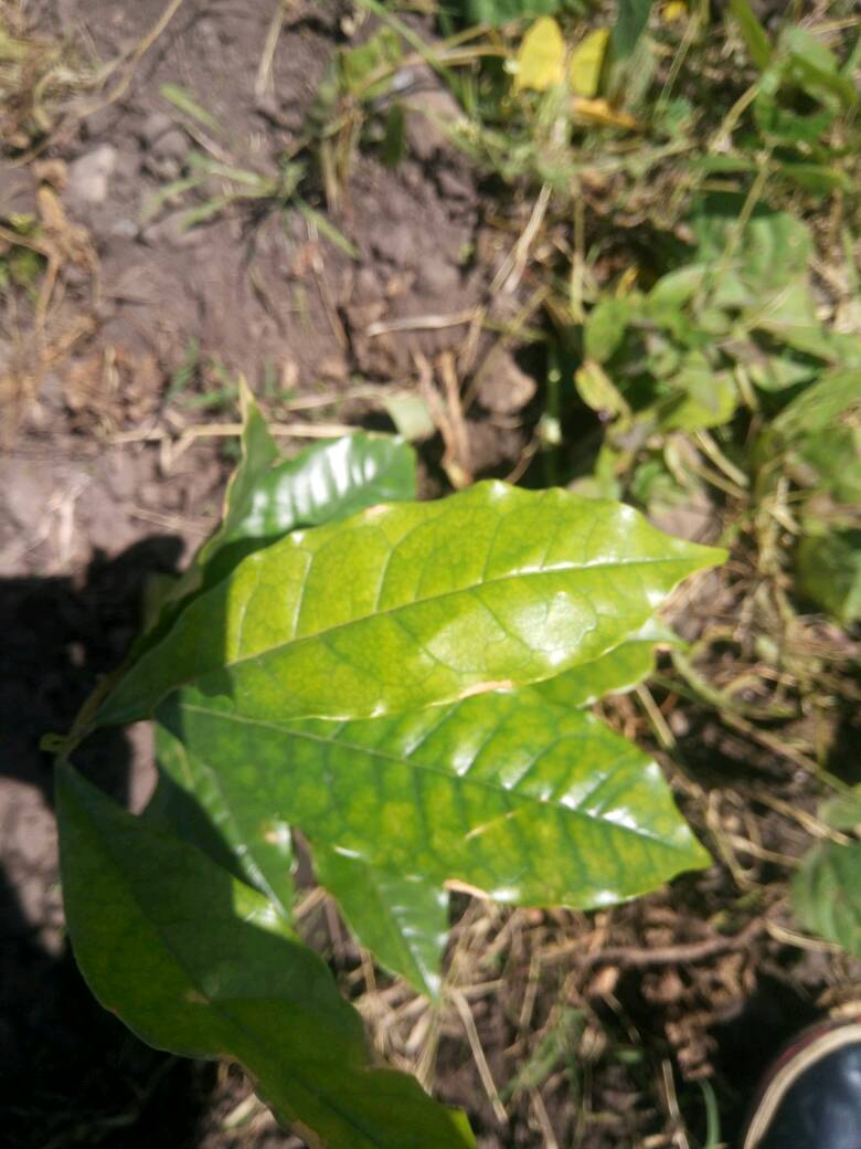 tree