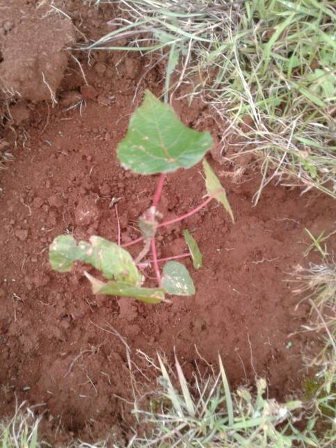 tree