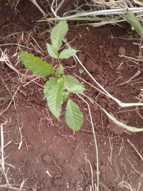 tree
