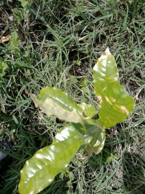 tree