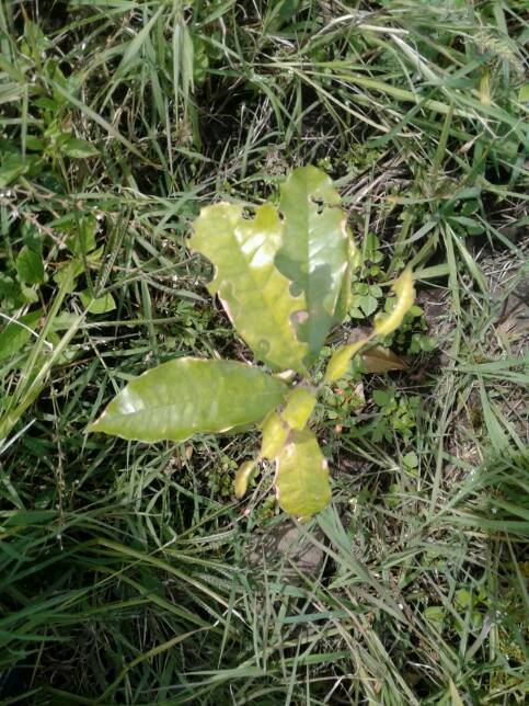 tree
