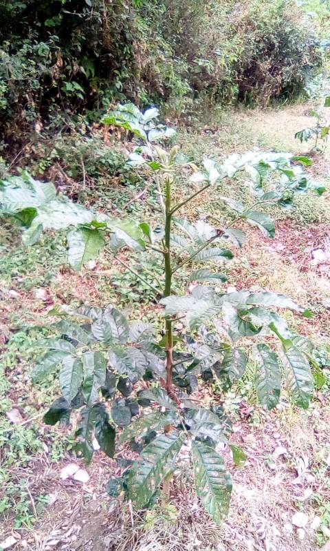 tree