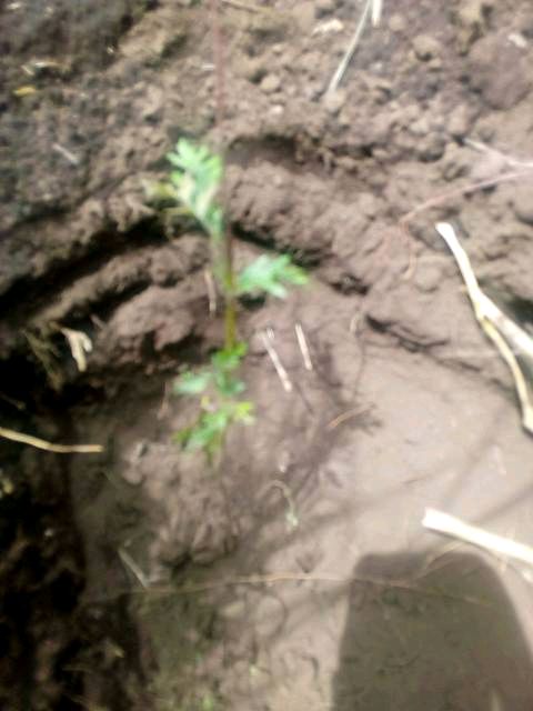 tree